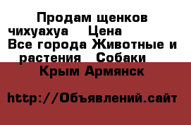 Продам щенков чихуахуа  › Цена ­ 10 000 - Все города Животные и растения » Собаки   . Крым,Армянск